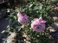 /album/fotogaleria/mi-rosa-preferira-castillo-azul-jpg/